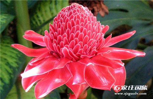 兴隆热带植物园3
